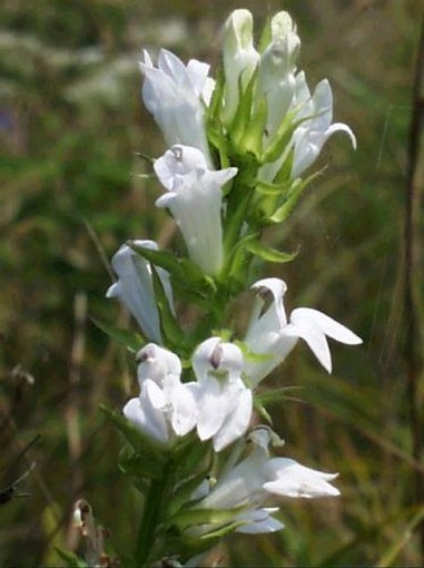 White or albino Great Blue Lobelia photo.jpg