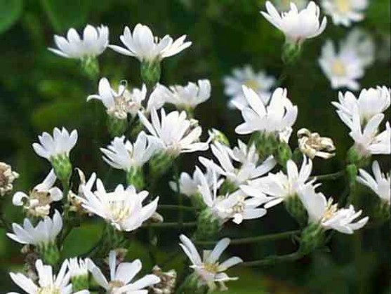 white Upland Aster picture.jpg
