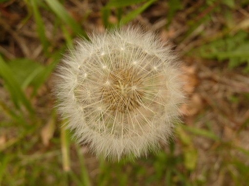 white wildflower.jpg