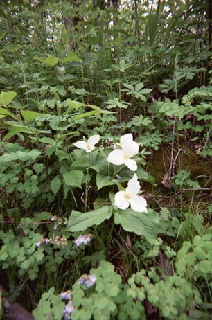 white wildflower in the forest.jpg