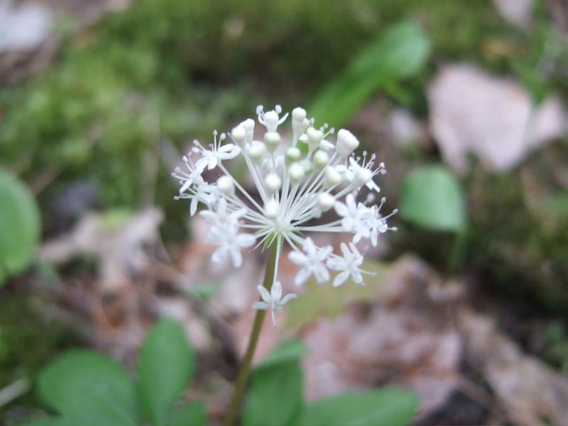 white wildflower photo.jpg
