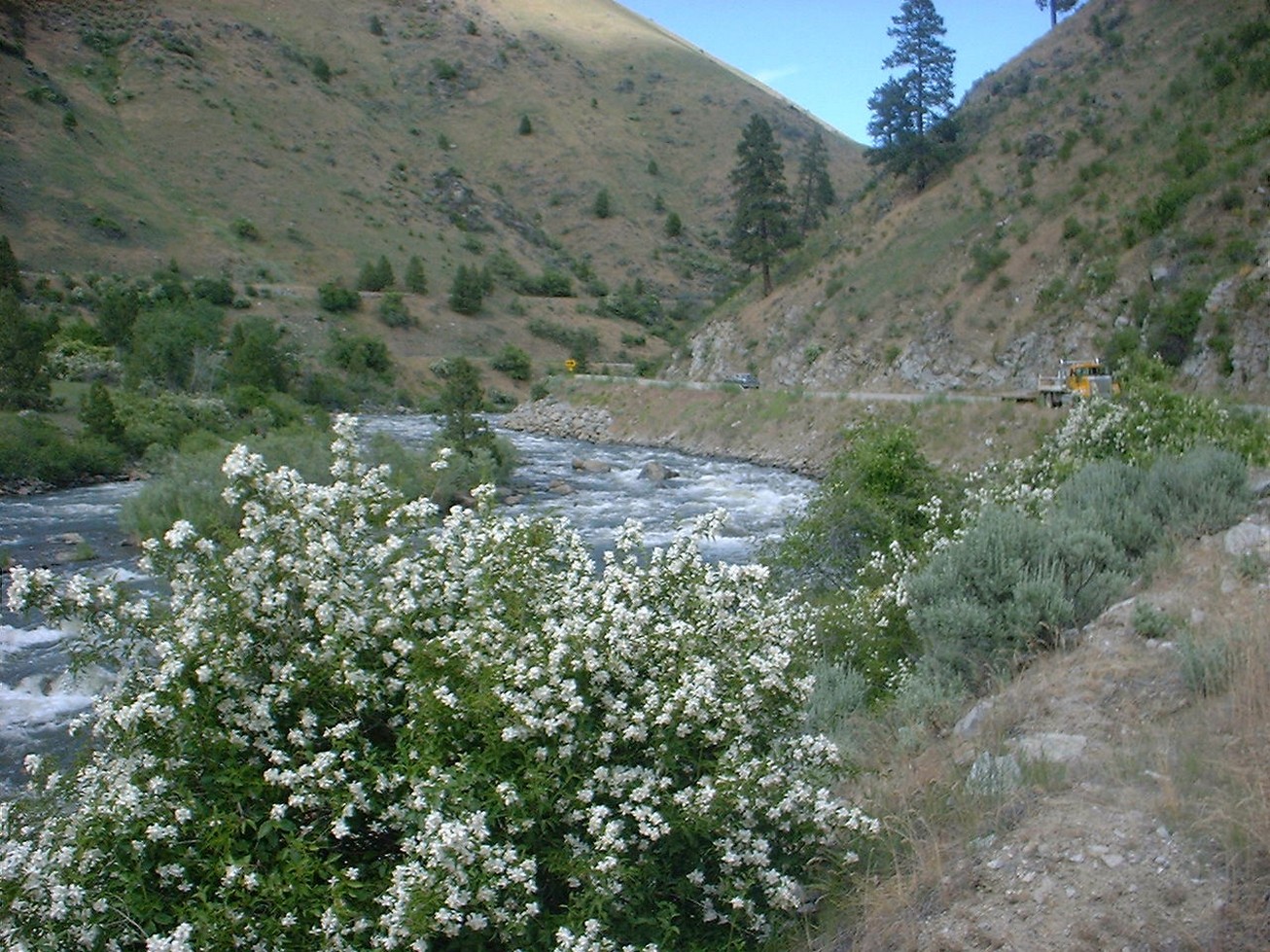 white wildflowers on side of a river.jpg