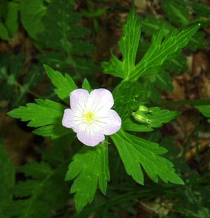 wild geranium.jpg