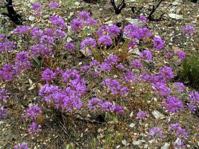 Wild onions picture.jpg