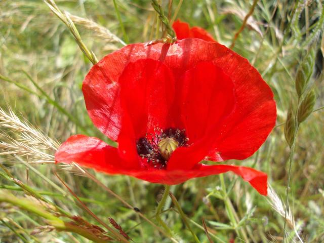 Wild Poppy picture.jpg