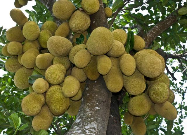Jackfruits tree photo_ jackfruit is the largest tree-borne fruit.PNG