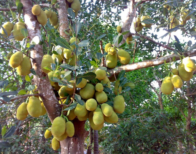 Largest tropical tree fruits picture_jackfruits images.PNG