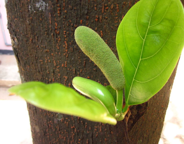 Baby jackfruits_developing jackfruits with leaves.PNG