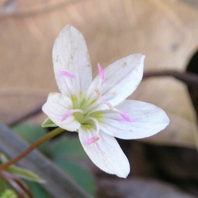 wildflower image.jpg