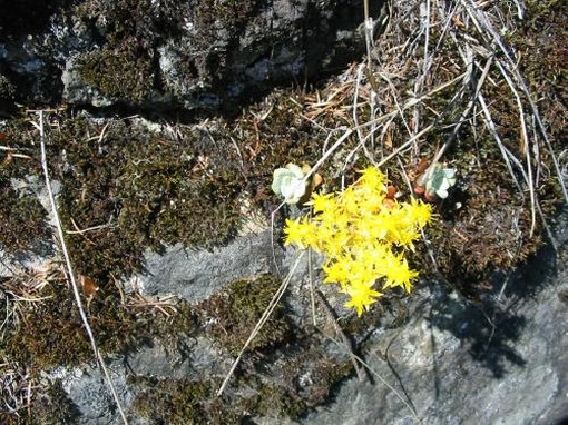 wildflower in bright yellow.jpg