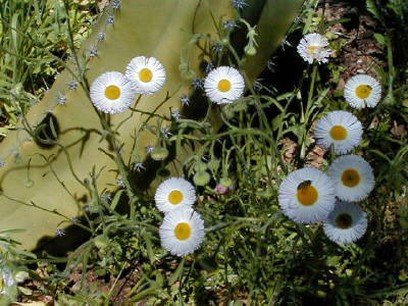 wildflower in white picture.jpg