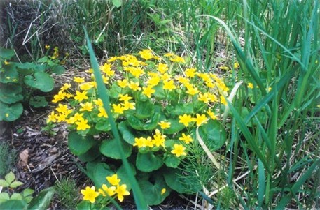 wildflower marigold.jpg