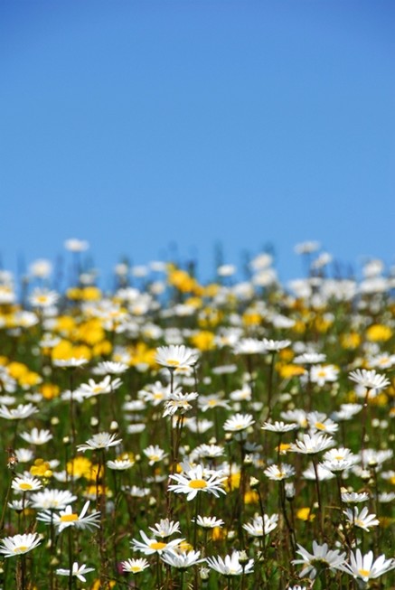 Wildflower Meadow 3rd prizeweb.jpg