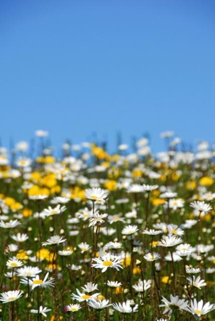 Wildflower Meadow 3rd prizeweb.jpg