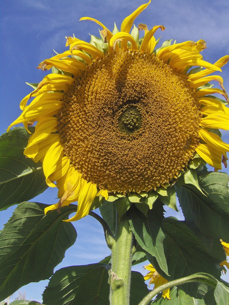 the biggest sunflower.jpg