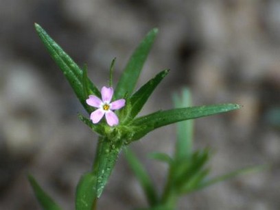 wildflower on the highway.jpg