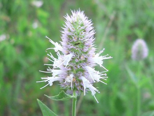 wildflower photo.jpg