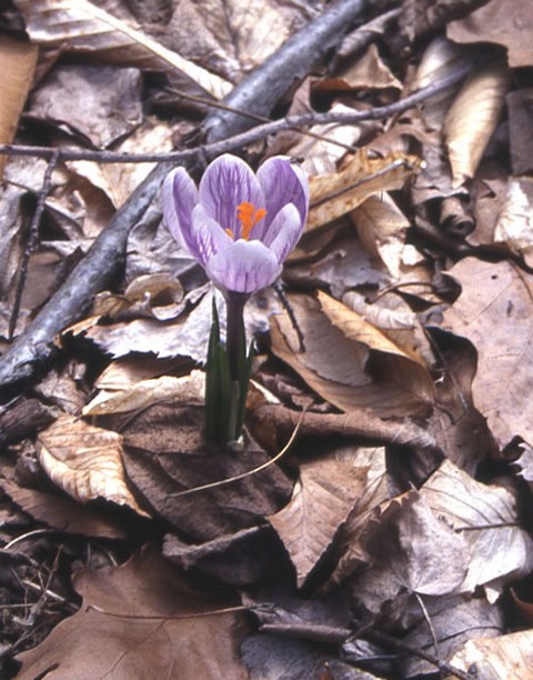 wildflower photos.jpg