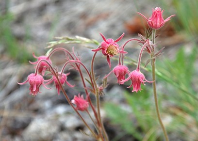 wildflower pics.jpg