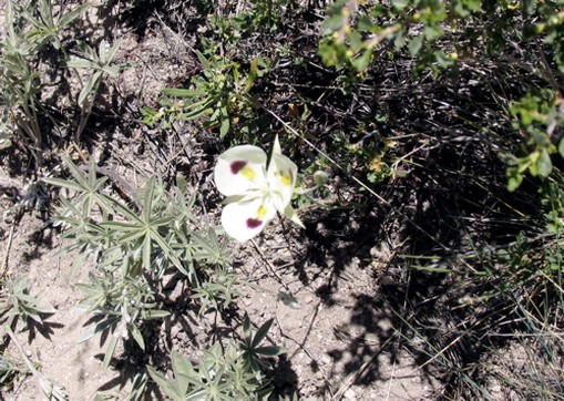 wildflower picture.jpg