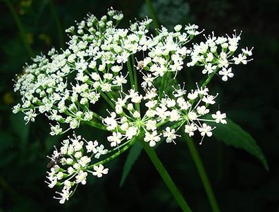 wildflower picture in white.jpg