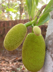 Jackfruit Trees Pictures