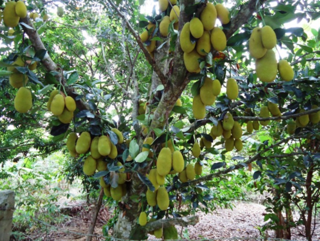 Large fruit trees with very large tropical fruits, jackfruits.PNG