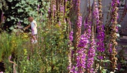 Wildflower purple.jpg
