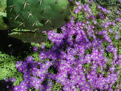 wildflower purple picture.jpg