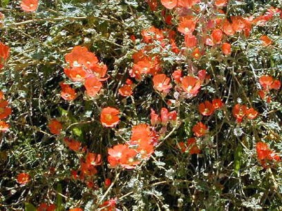 wildflower red image.jpg