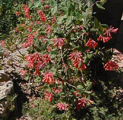 wildflower red photo.jpg