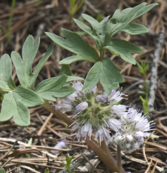 wildflower white image.jpg