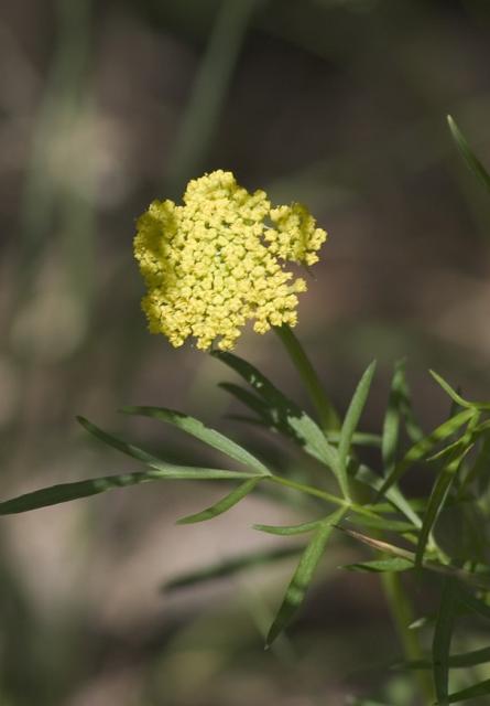 wildflower yellow picture.jpg