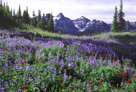 wildflowers field.jpg