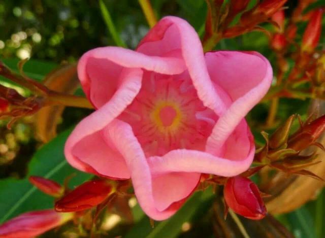 Trying to find someone to tell me the name of this flower/plant? I understand it does grow in Greece.