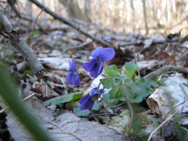wildflowers in dark purple.jpg