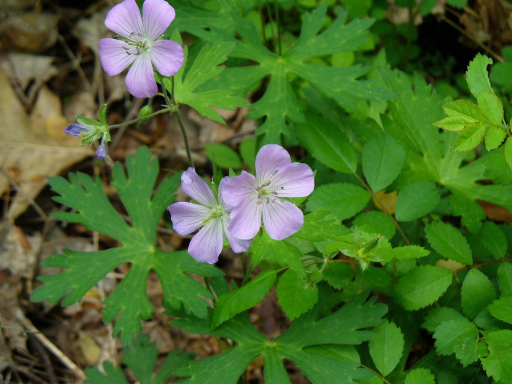 wildflowers in light purple.jpg