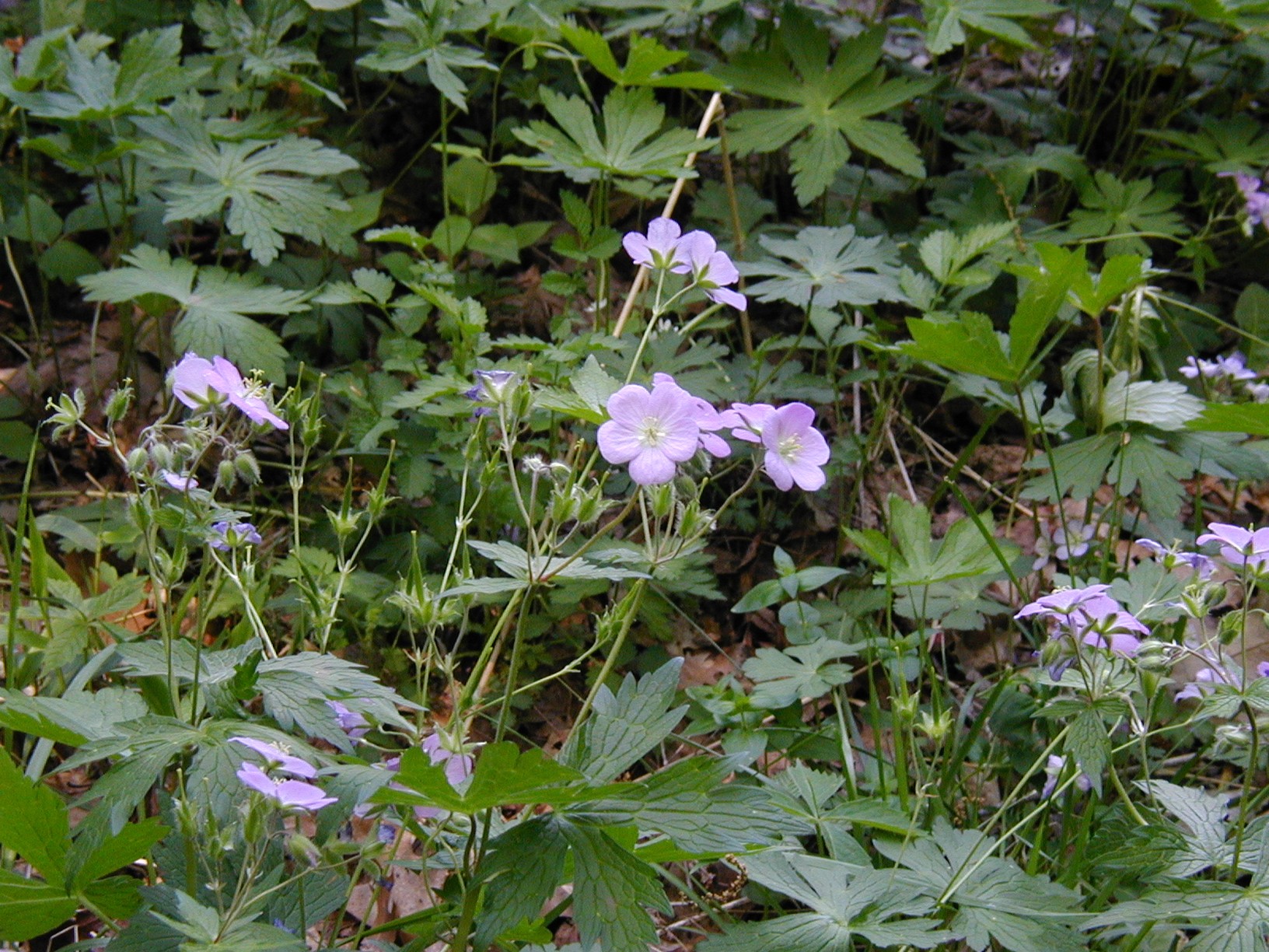 wildflowers in light purple pic.jpg
