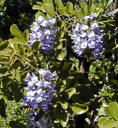 wildflowers in purple.jpg