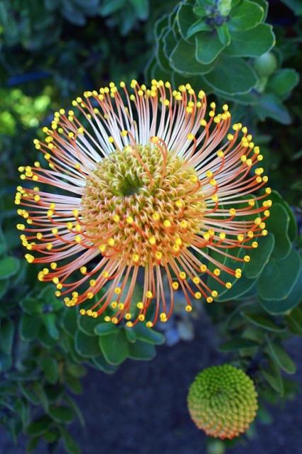 Pincushion protea.jpg