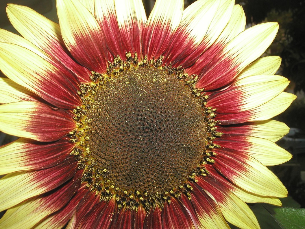 yellow and red sunflower.jpg