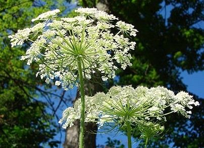 woodland_wildflower picture.jpg