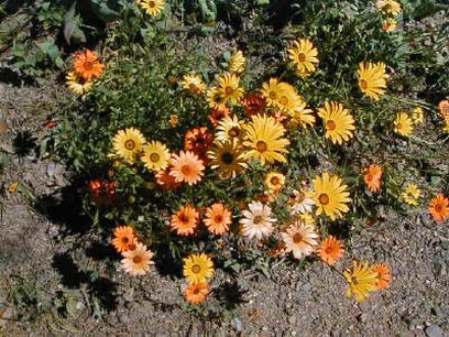 yellow and orange wildflowers.jpg