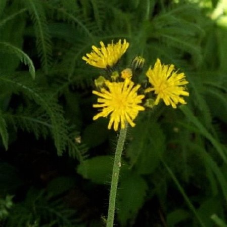 Yellow Hawkweed wildflowers.jpg