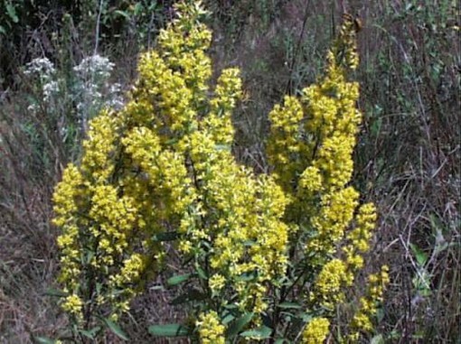 yellow Showy Goldenrod picture.jpg