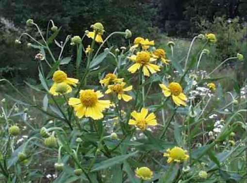 yellow Sneezeweed picture.jpg