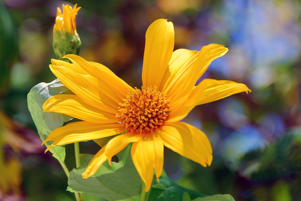 yellow wild flowers.jpg