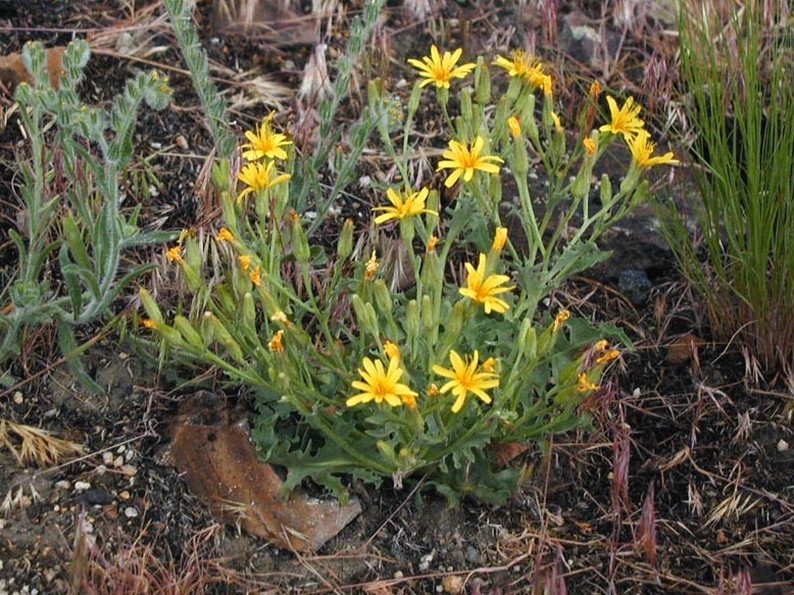 Yellow wild flowers photo.jpg