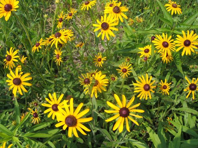 yellow wildflower photos.jpg