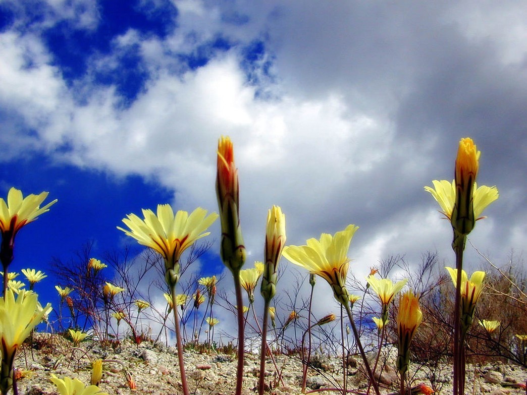 yellow wildflowers photos.jpg